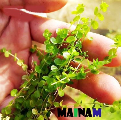 Mainam Giant Baby Tears Micranthemum umbrosum Freshwater Live Aquarium Plants Bundle Tropical Aquatic Water Plant Decorations