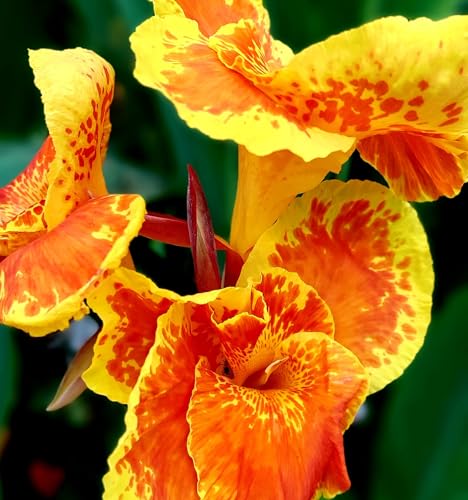 Canna Lily Picasso Rhizome Bulbs for Spring Planting, Flowering Root (4)
