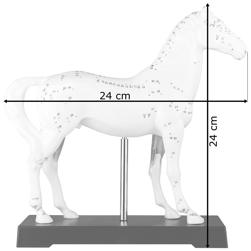 Akupunktur Anatomie Muskel TCM Modell Figur Akupunkturmodell Tier Auswahl Hund Rind Schwein Pferd Katze Muskelmodell, Tiermodell:Pferd