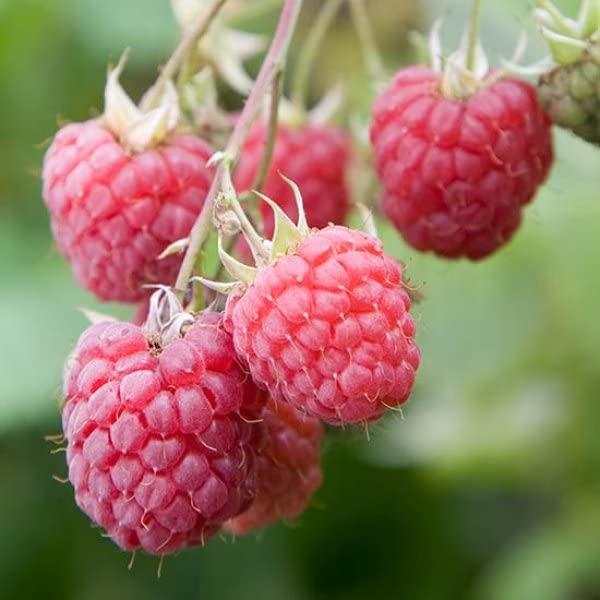 M-Tech Gardens Rare Raspberry " Octavia " Exotic 50 Fruit Seeds for Growing (B0BPBJZ8TY) Amazon Price History, Amazon Price Tracker