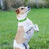 Joytale Halsband Hund, Gepolstertes Hundehalsband Breit aus Neopren Nylon Hundehalsband Verstellbar für Mittelgroße Hunde, Weich und Reflektierend Hundehalsbänder, M, Grün