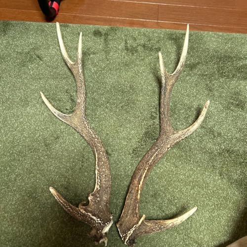 鹿の角 置物」の人気商品一覧 | 安い商品を通販サイトから探す - 価格.com