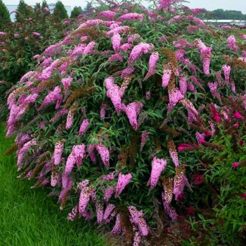 Butterfly Bush Plant for Plant, Size 5 to 7 Inch Tall Plant, Without Pot, Butterfly Bushes Plant (Pink Flowers)