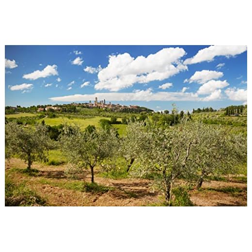 Olive Trees in front of San Gimignano Province of Siena Tuscany Italy Photo Art Print Poster 18x12