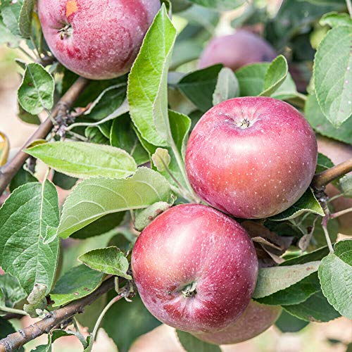 Apple Hardy Fruit Tree Garden Plant Malus Domestica 'Spartan' 12 Litre Pot by Thompson and Morgan