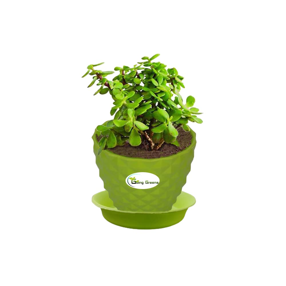 Going Greens Jade Plant with Green Fiber Pot (B09XDVL1S6) Amazon Price History, Amazon Price Tracker