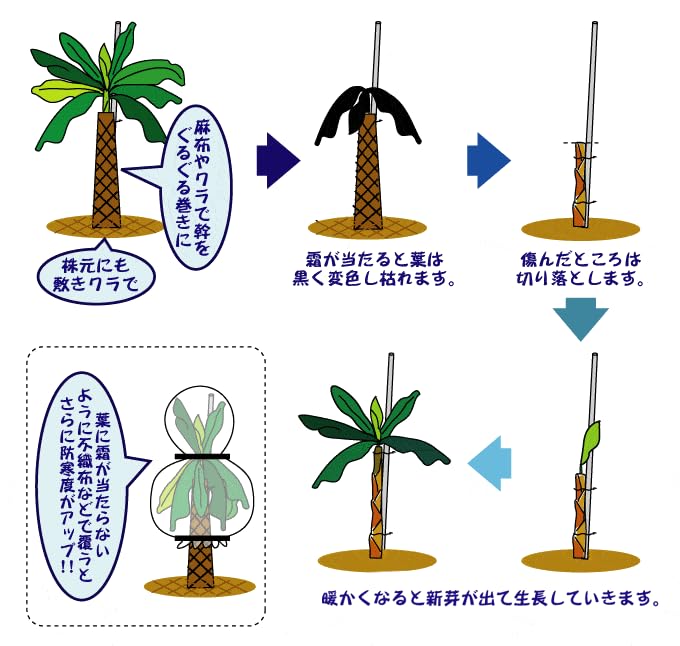 Amazon.co.jp: 果樹苗 耐寒性バナナ ドワーフナムワーハーディー 1株