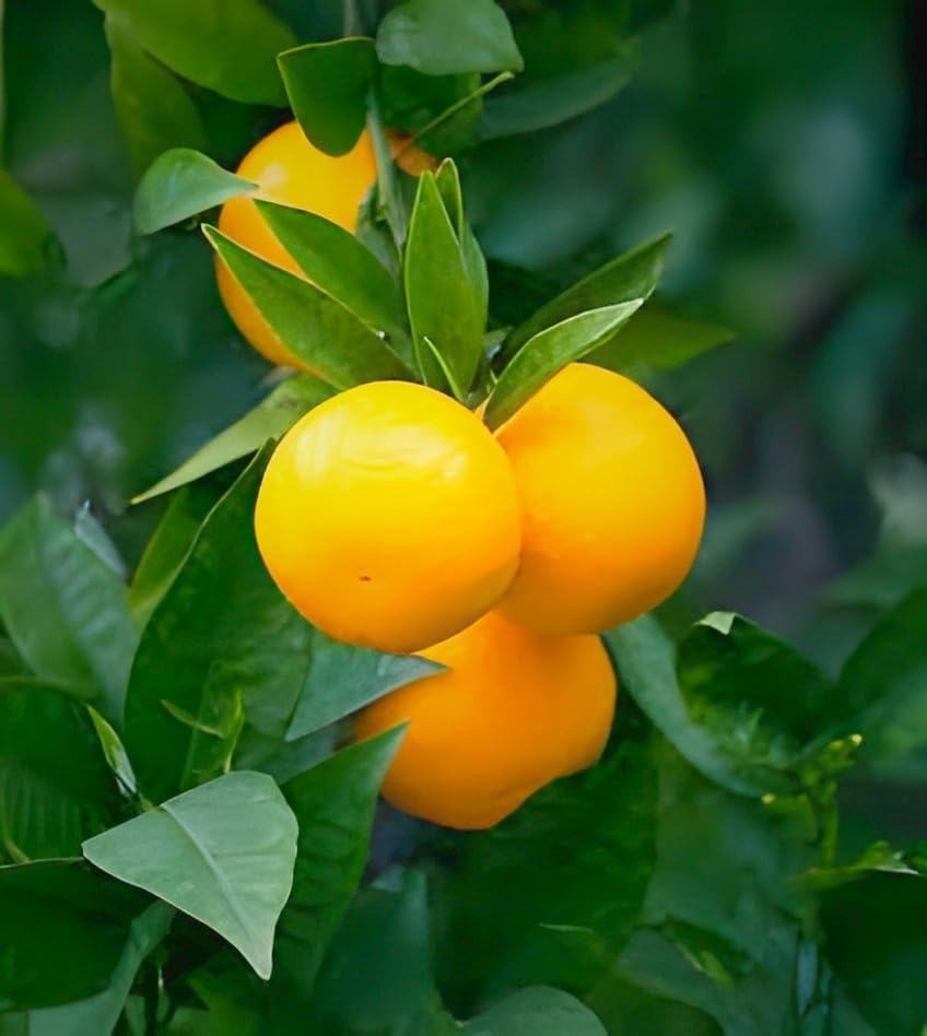 Image of All time Live Healthy Testy Sweet Orange Lemon Fruit Plant Tree || For Home Gardan Outdor & Indoor Plant