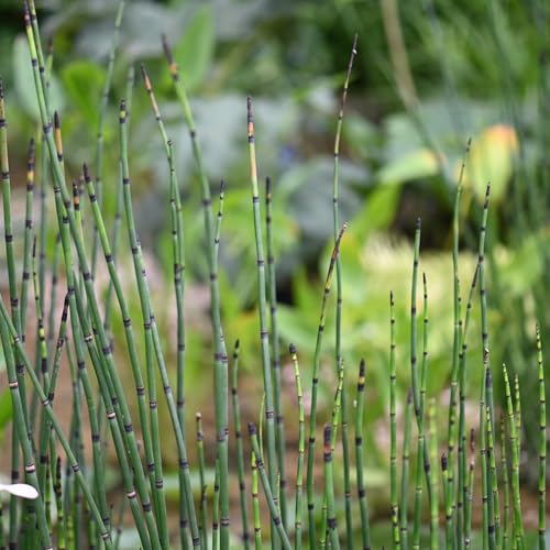 WASSERPFLANZEN WOLFF - Equisetum hyemale var. robustum-...