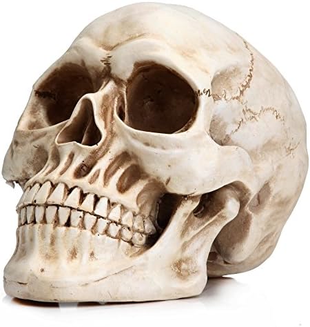 READAEER Life Size Human Skull Model 1:1 Replica Realistic Human Adult Skull Head Bone Model