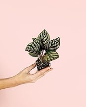 Calathea Ornata | Pet Friendly and Purifying Natural Tropical Indoor Plant | Dark Leaves With Pink Lines | Elegant, Rare and Hardy | Pot Ø5cm