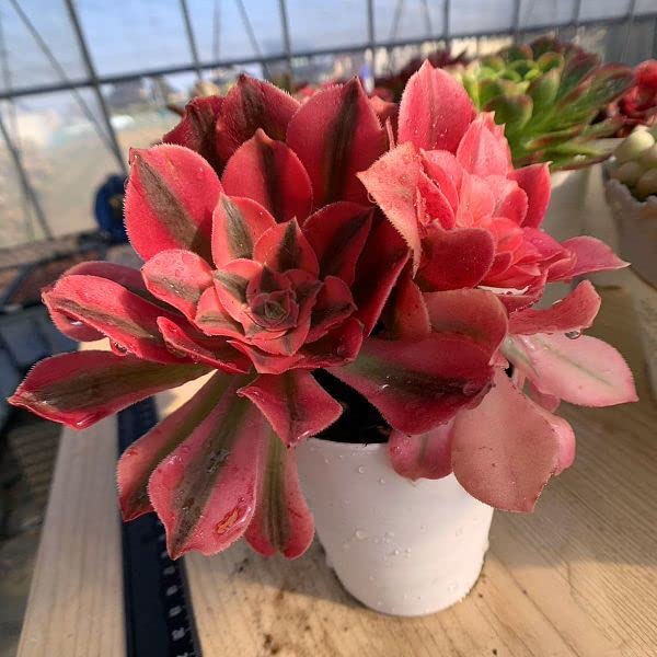 Amazon.co.jp: 農園直売 多肉植物 寄せ植え アエオニウム ピンク