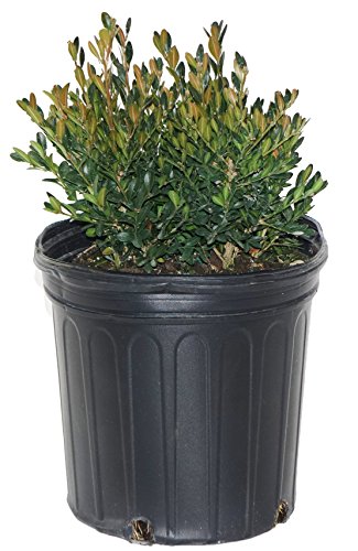 Buxus micro. jap. 'Green Gem' (Boxwood) Evergreen, #2 - Size Container - Thumbnail 2