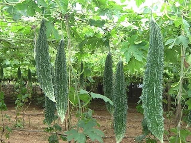 STAR PLANT Bitter Gourd (Karela, Pack of 10g, 50+ Seeds) Seeds to grow all seasons in Your Home & kitchen garden (B0CNH9VG43) Amazon Price History, Amazon Price Tracker