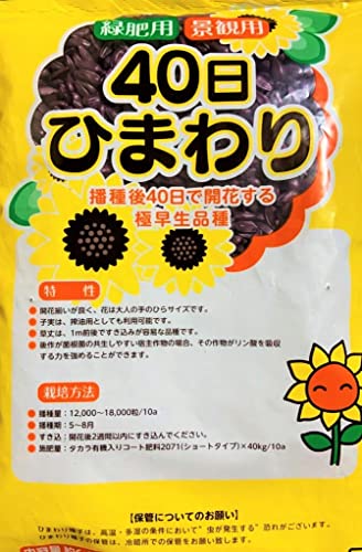 ひまわり種 40日ひまわり（6000粒 約4～500g）緑肥用・景観用のサムネイル