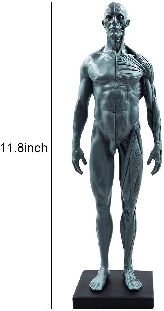 11inch Male Human Body Musculoskeletal Anatomical Model CG Painting Sculpture Teaching Reference Tools (Pu)