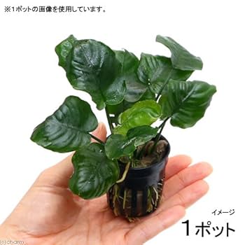 Amazon.co.jp: （水草）アヌビアス バルテリー ラウンドリーフ
