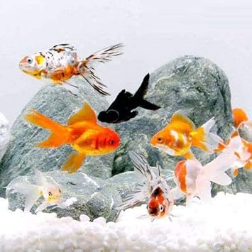 Amazon 国産金魚 オタマ金魚ミックス 7 12cm 5匹 Charm チャーム 観賞魚 水中生物 通販 Amazon 国産金魚 オタマ金魚ミックス 7 12cm 5匹 Charm チャーム 観賞魚 水中生物 通販