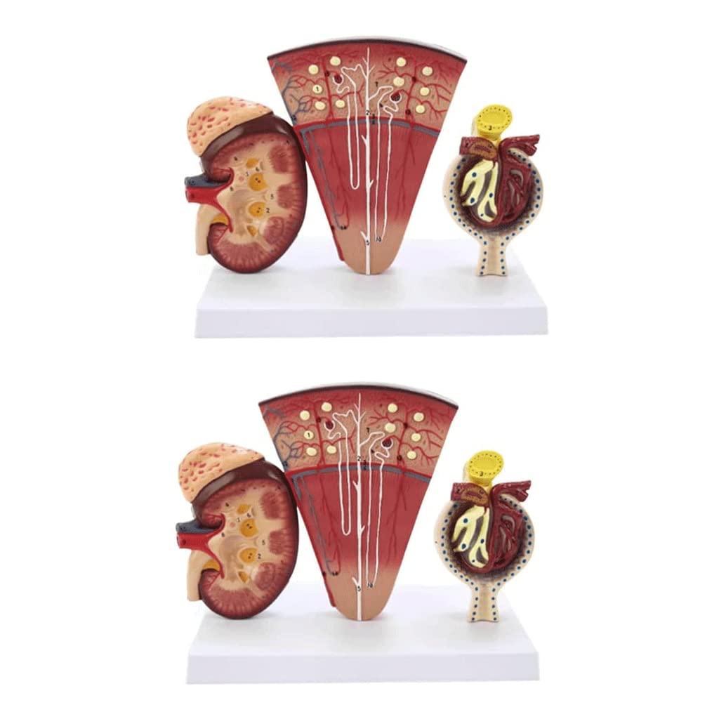 GTHTUHFD Skeleton Model Human Body Model Human Body Skeleton Model Kidney Model For Medical Educational Aid .99,size_name-2 Pack