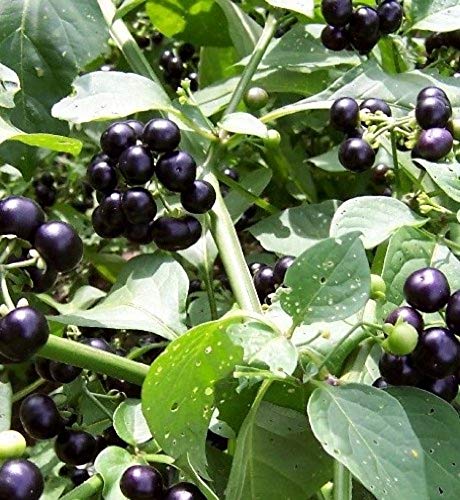 SHOP 360 GARDEN Solanum Indicum, Vanabhanta, Indian Nightshade, Asian nightshade, Badi Kateri, Anachundai Seeds For Growing - Pack of 50 Seeds (B07XM5KYZV) Amazon Price History, Amazon Price Tracker