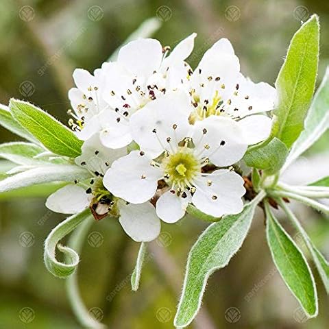 Pyrus salicifolia 'Pendula' | Weeping Silver Pear Cover