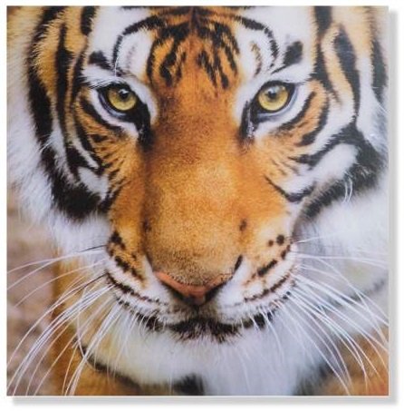 Tableau Tigre 50x50 cm cadre toile déco pour salon moderne