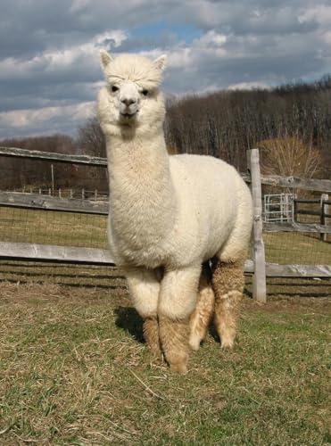 Image of WARRIOR ALPACA SOCKS - All Day - Everyday - Terry Lined - Cushioned - All-Purpose Socks - Unisex