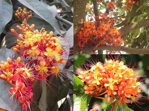 Image of BLOOMING PLANT Live Sita Ashoka Plant (Saraca Asoca) | Ashoka Chettu | Rare Flowering /Ornamental Tree - Spiritual & Healing Plants for Home Garden (1-1.5 Feet Height 1 Plants in Poly Bag)