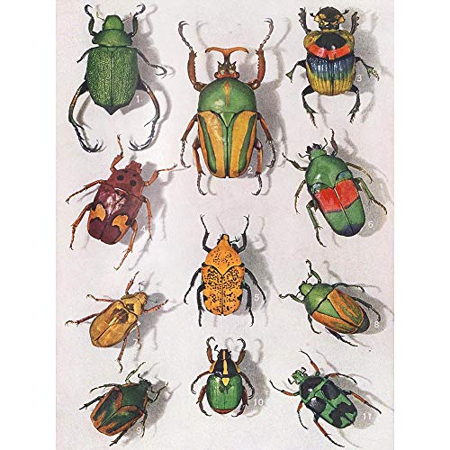 Wee Blue Coo Prints Scientific Photograph Beetles Insect Colourful Rainbow Fine Art Print Poster 30x40cm Foto Color Lluvia Lámina Póster