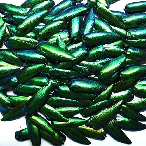Jewel Beetle Elytra Natural Wings for Fashion Design- 100 Pcs. (Green)