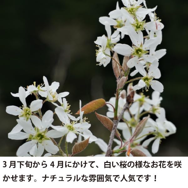 Amazon.co.jp: ジューンベリー 樹高約1.5m 株立ち シンボルツリー 人気