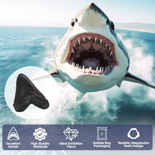 Image of Megalodon Tooth, Black Shark Tooth,Megalodon Fossil with Serrations Sawtooth, Megalodon Tooth Fossil Replica for, Collectors, Teachers, Children and Fossil Lovers, 5.5 Inch Giant Shark Teeth(Replica)
