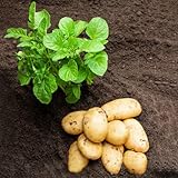 semi di patate da semina-vasi per,da giardino Semi di ortaggi invernali,da giardino Giardino decorativo,200pcs