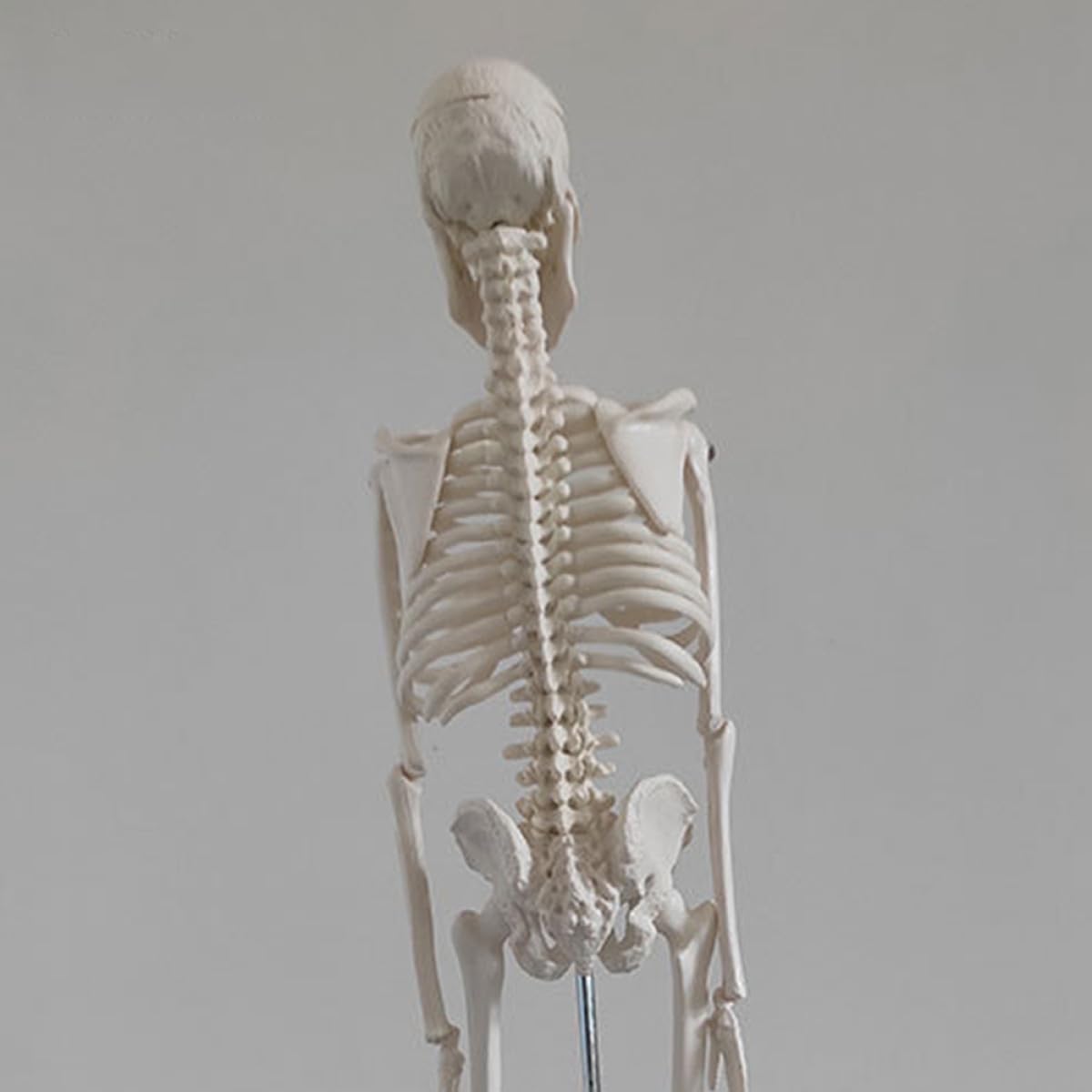 Menschliches Skelettmodell 45cm Weißes Pvc für Anatomie