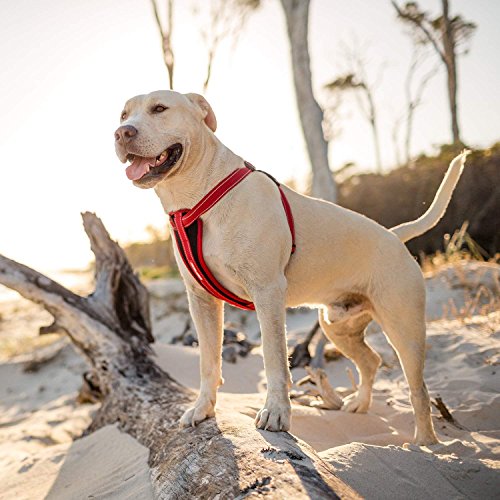 EzyDog Hundegeschirr Chest Plate – Sicherheitsgeschirr mit Sicherheitsgurt-Adapter – Reflektierendes, Gepolstertes Geschirr für kleine, mittelgroße und große Hunde (XS, Schwarz)