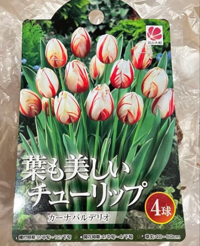 斑入り葉チューリップ カーナバルデリオ 4球 葉も美しいチューリップのサムネイル
