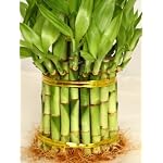 9GreenBox - 3 Tier 4" 6" 8" Lucky Bamboo for Feng Shui (Total About 38 Stalks) Home Growth USA - Image 5