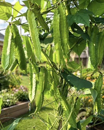 50+ Premium Winged Bean Seeds- Ht u Rng - Dragon Bean Four-angled Goa Manila Princess Cigarillas - Non GMO Heirloom - High Yield Vegetable Seeds for Yard & Garden