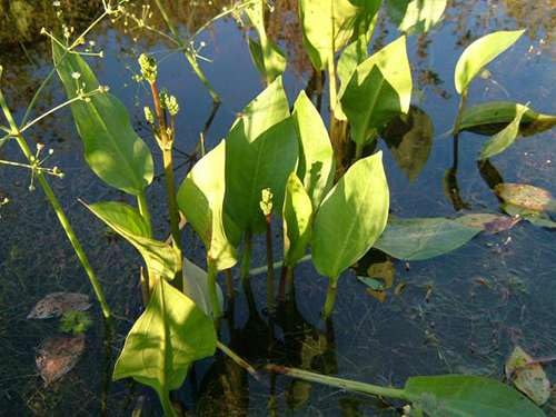 Lincsplants - Alisma Lancelot-3 / 9cm Bareroot