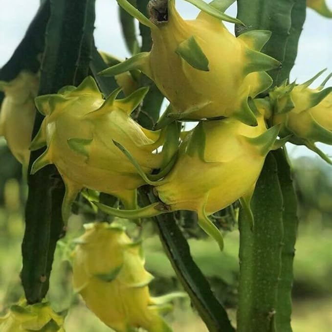MANISHAS DAFFODILS Red Flesh yellow shin Dragon (Dracaena marginata) Live Plant (Pack of 4) Healthy 1 Feet Dragon Fruit Hybrid Live Plant well rooted Saplings in Nursery Grow Bag (B0D8L79S4B) Amazon Price History, Amazon Price Tracker