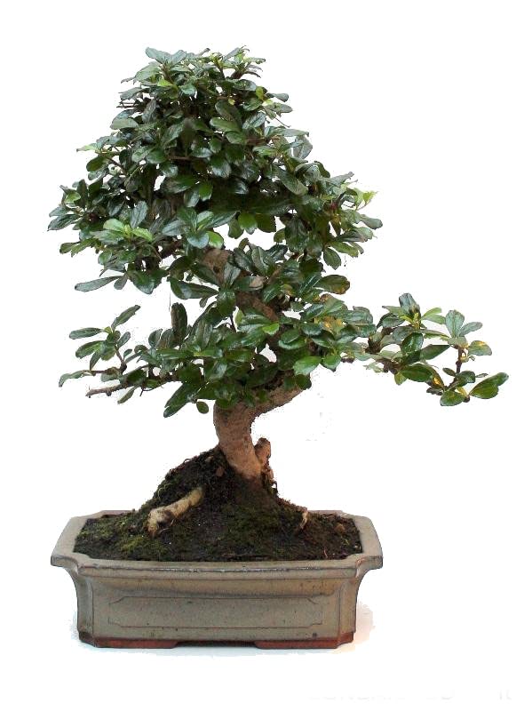 Bonsái Carmona Microphylla Natural Árbol Conocido como Té de Fukien