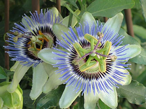 Passion Fruit Plant - Live Plant In A 4 Inch Growers Pot - Edible Fruit Bearing Vine For The Patio And Garden #TOP2