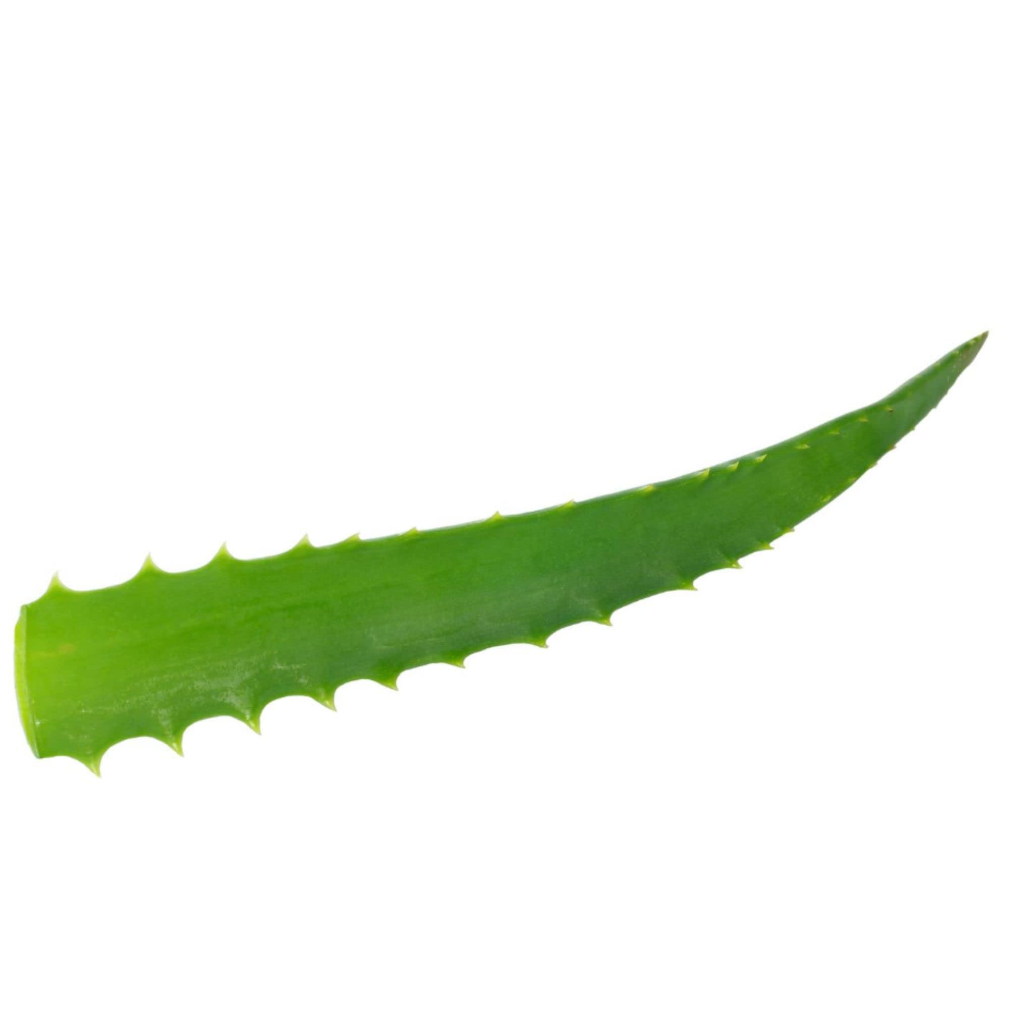 Jus Pur et Frais d'Aloe Arborescens | Pur Aloé Gel Naturel a Boire | Complément Alimentaire Purifiant Naturel | Non Pasteurisé et non Filtré | 500 ml