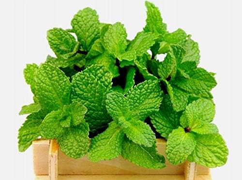 Semillas de menta para plantar en exteriores e interiores, más de 500 semillas sin OMG para jardín de hierbas