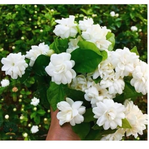 Image of Mediflorius Jasmine Flower Plant Live White Mogra (Jasminum sambac) | Arabian Jasmine Aromatic Fragrant Flowering Plant with Pot | Live Outdoor & Indoor Plant for Home Garden Balcony | Pack of 1