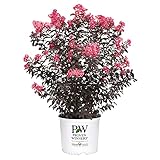 Proven Winner Coral Center Stage Crape Myrtle, 2 Gallon