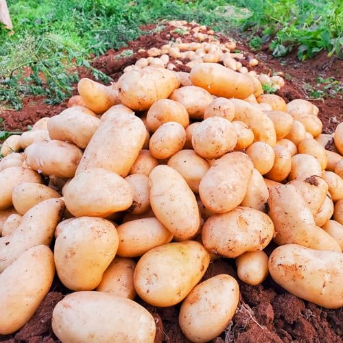 [スナップ牧場]前原さんの特選じゃがいも メークイン8kg