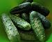 100+ Cucumber Seeds- Boston Pickling Heirloom