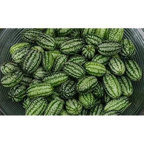 JustSeed - Vegetable - Cucamelon - 60 Seeds Cover