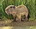 Folkmanis 3098 Capybara Hand Puppet, Brown, 1 EA